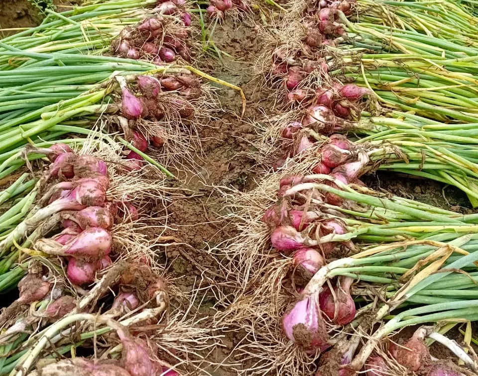 Sari Bumi: Kebun Segar di Hati Warga Cilacap